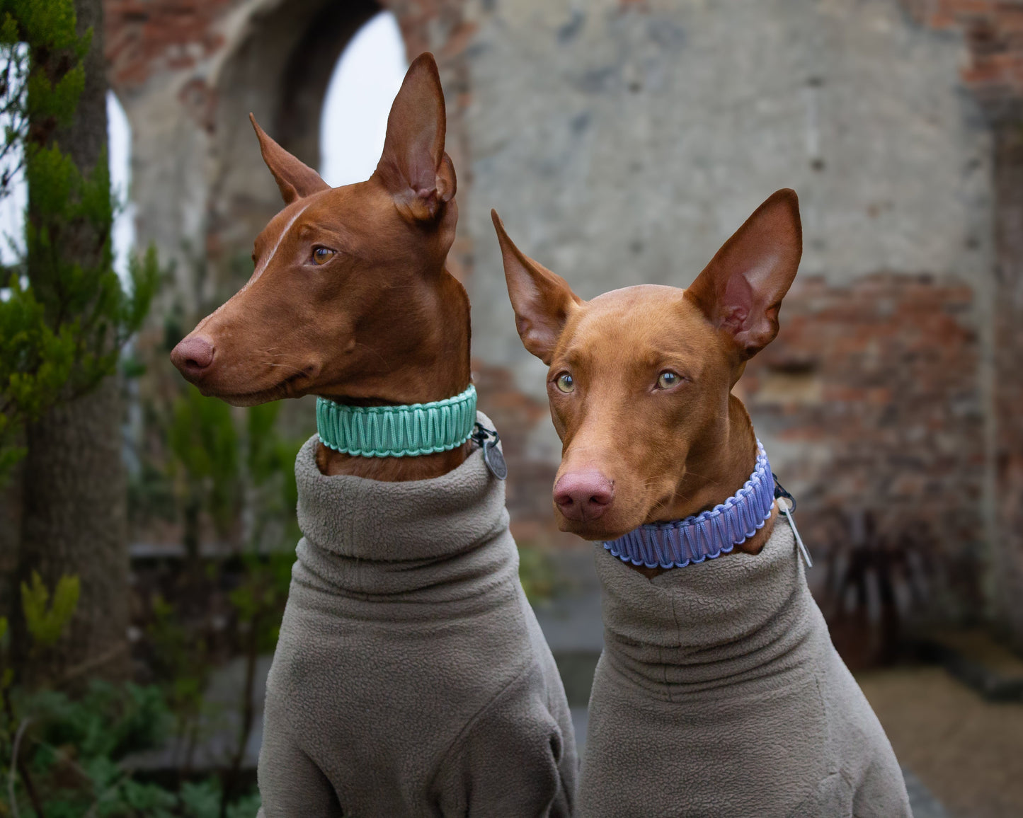 PASTELS Collection BioThane and Paracord Collar