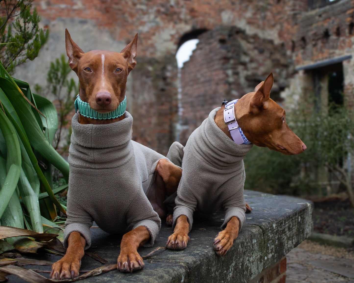 PASTELS Collection BioThane and Paracord Collar