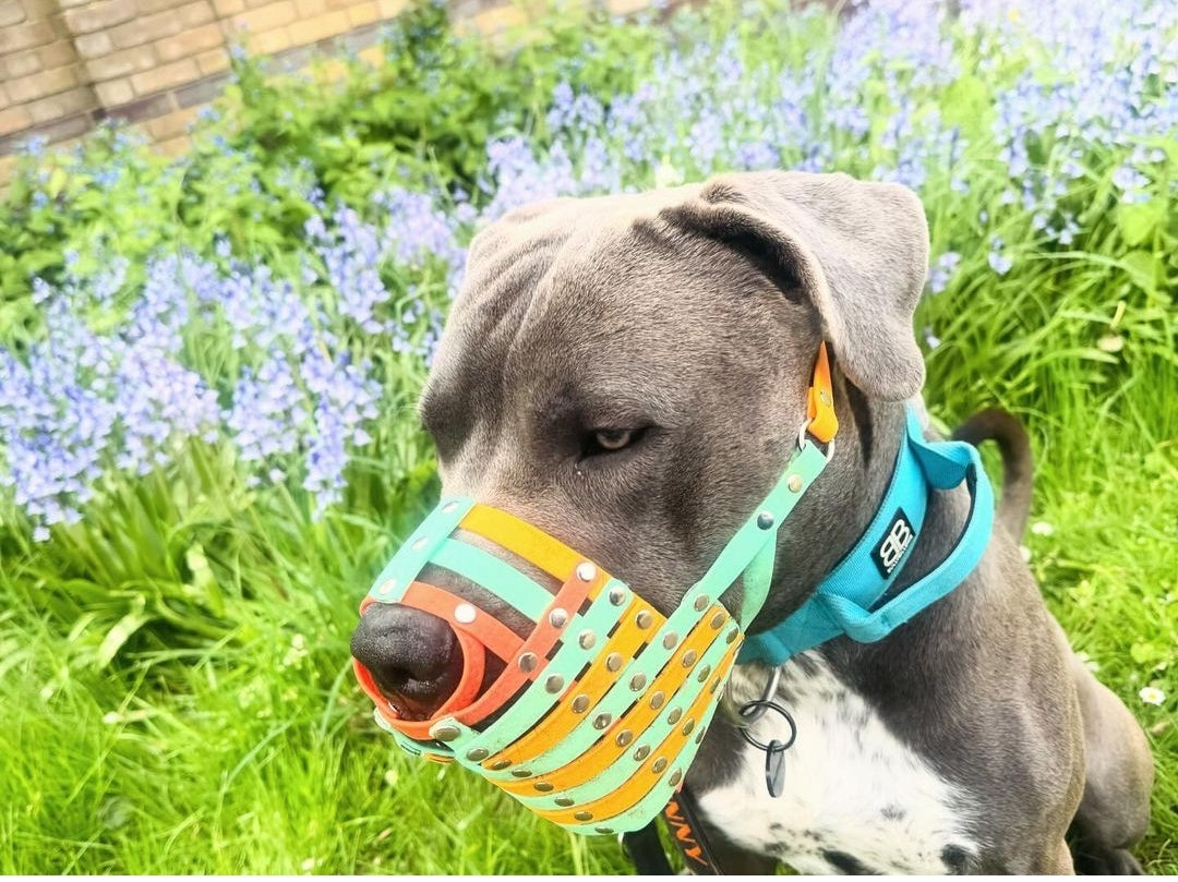 SCAVENGER type BioThane or Hexa Webbing Muzzle