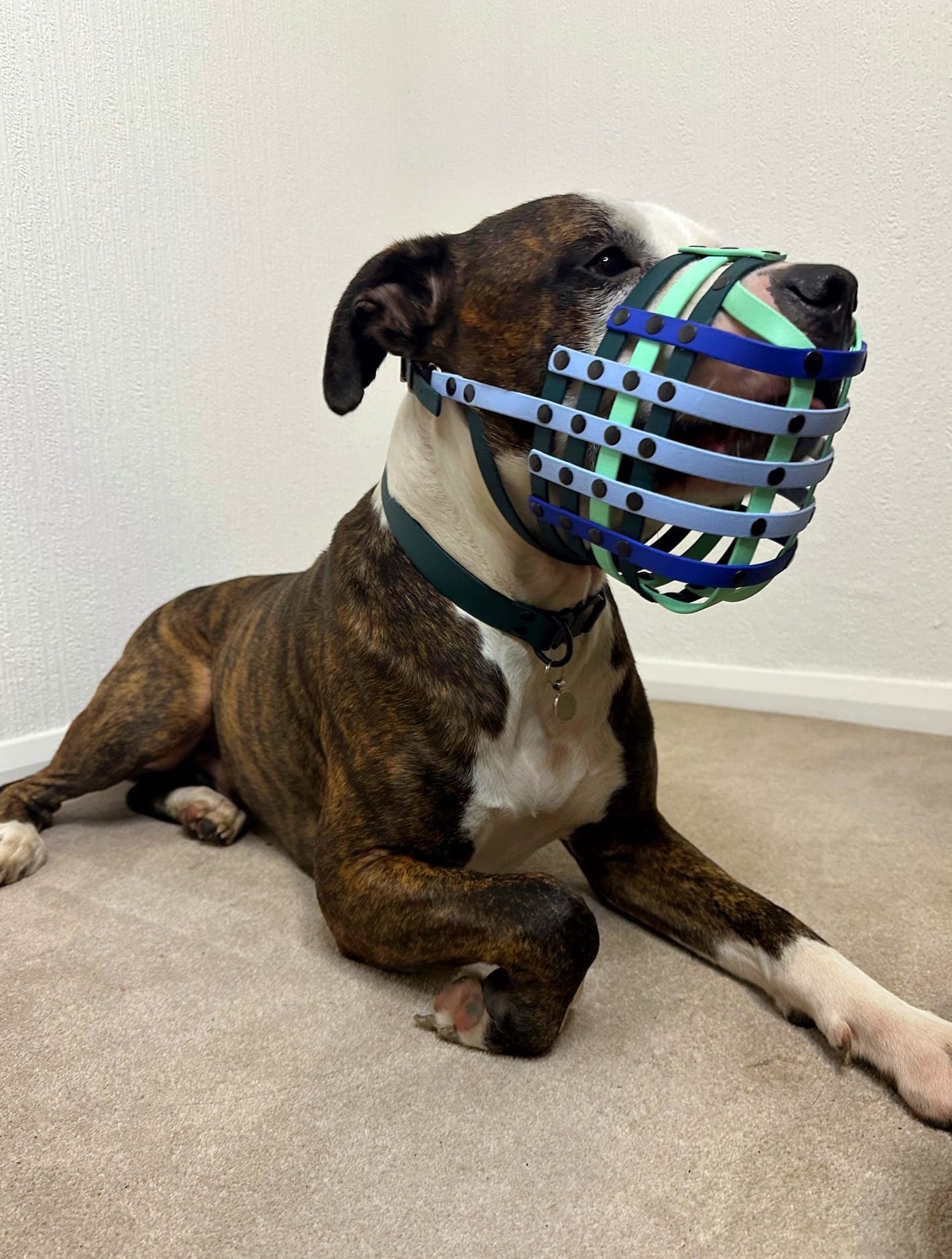 BioThane or Hexa Webbing Muzzle