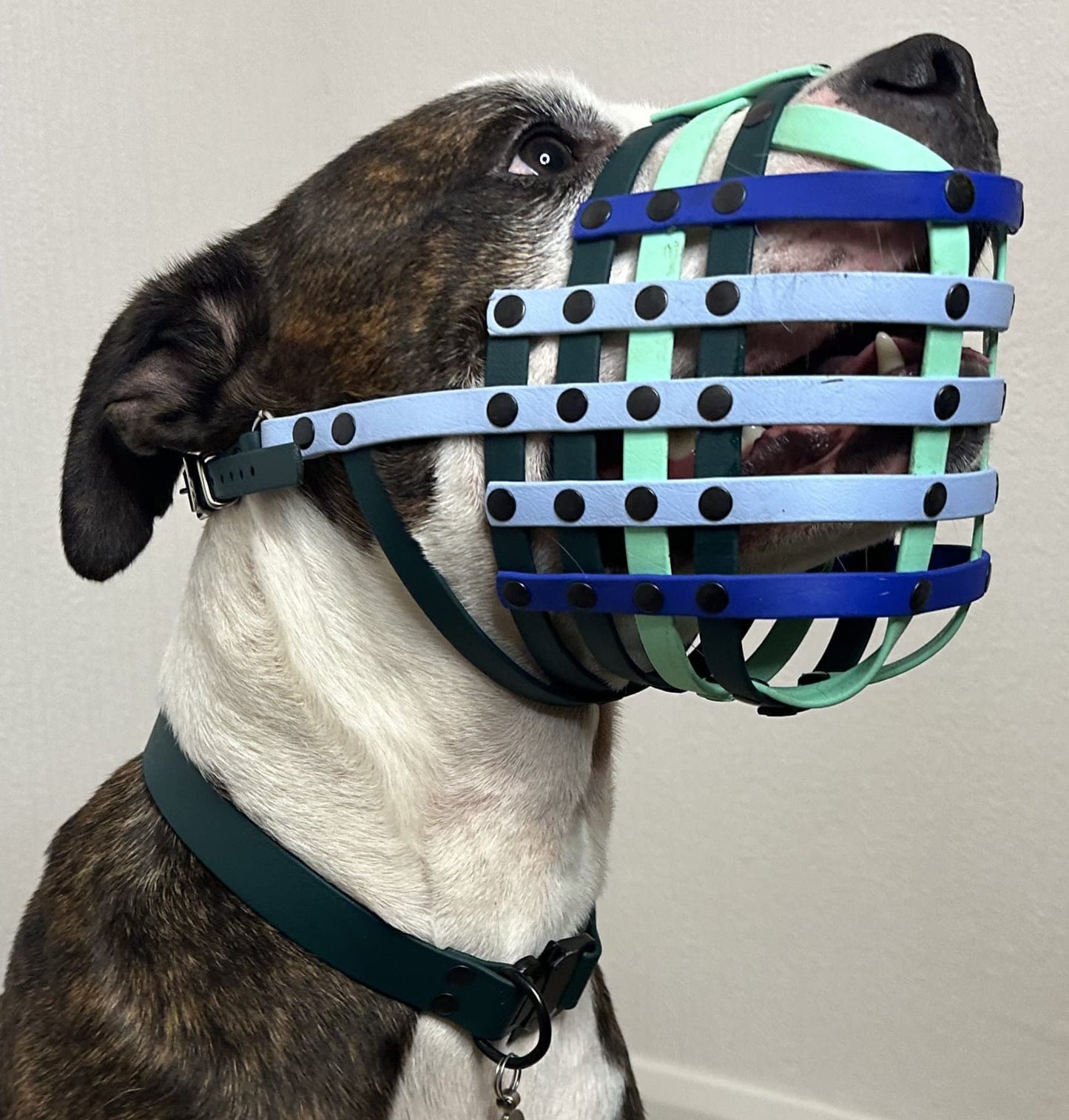 BioThane or Hexa Webbing Muzzle