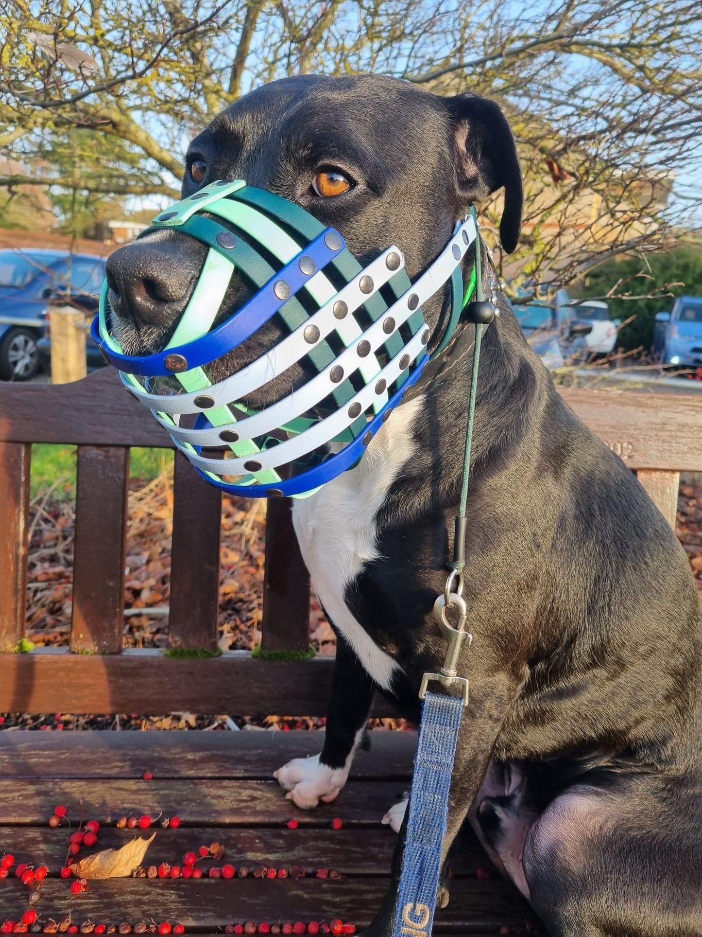BioThane or Hexa Webbing Muzzle