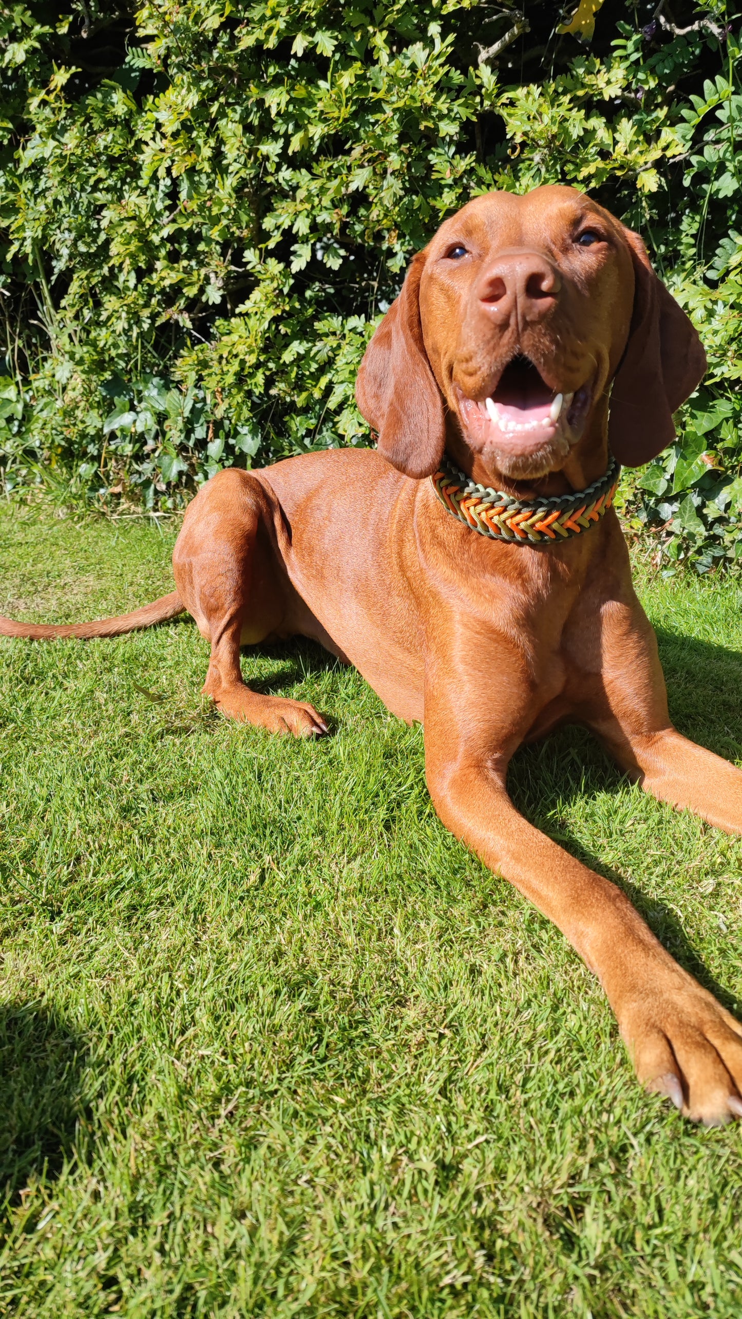 Paracord and BioThane Collar - Adjustable